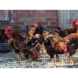MALLA PROTECCION AVES 16X16 MM 1X10 M NEGRA 203032