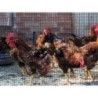 MALLA PROTECCION AVES 16X16 MM 1X10 M NEGRA 203032