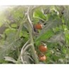TUTOR ESPIRAL PARA TOMATES DIAM.7 180 CM GALVANIZA